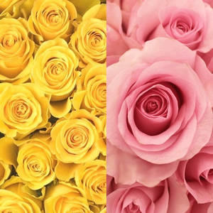 Yellow & Pink